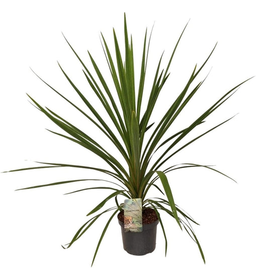 Cordyline indivisa Peko 17Ø 80cm