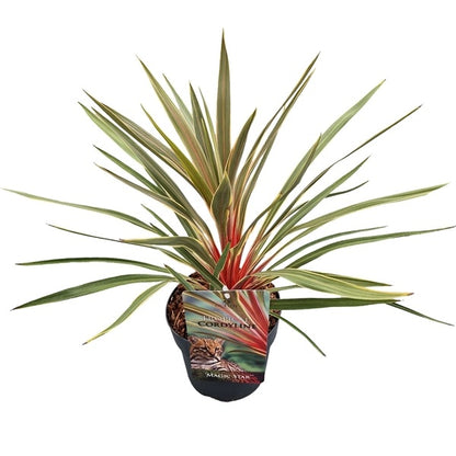 Cordyline australis Magic Star