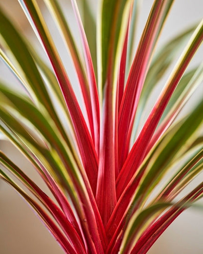 Cordyline australis Magic Star