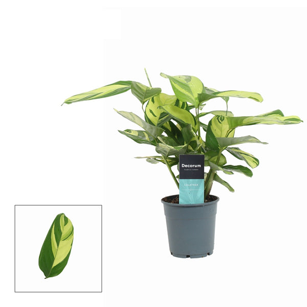 Ctenanthe (Calathea) Golden Mosaic 12Ø 30cm