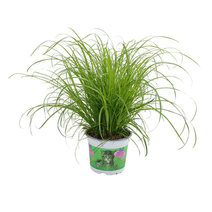 Cyperus Zumula 12Ø 30cm