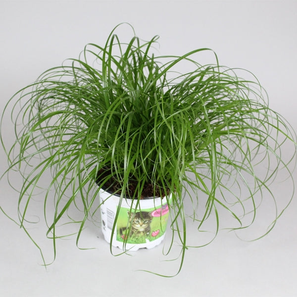 Cyperus Zumula 12Ø 30cm