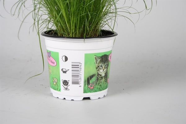 Cyperus Zumula 12Ø 30cm
