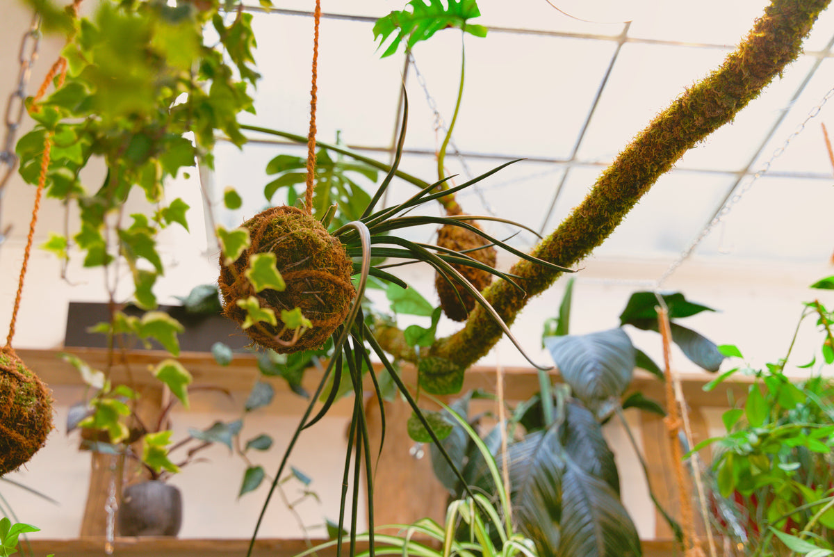 Práce s rostlinami a přírodními materiály Jungle Flowers