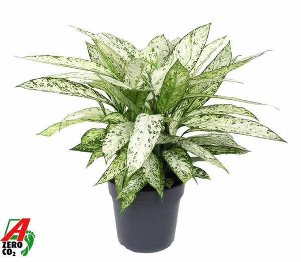 Dieffenbachia Vesuvius 27Ø 90cm