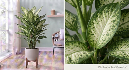 Dieffenbachia Vesuvius 27Ø 90cm