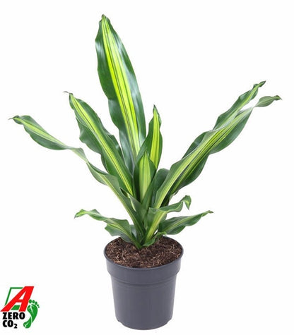 Dracaena Burley 19Ø 70cm 1pp