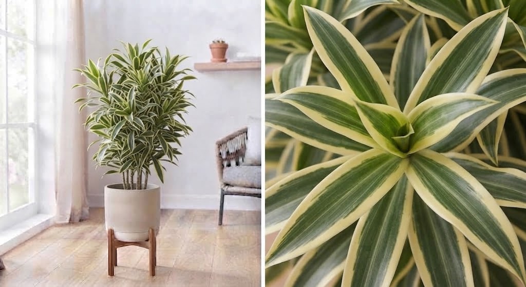 Dracaena Burley 19Ø 70cm 1pp