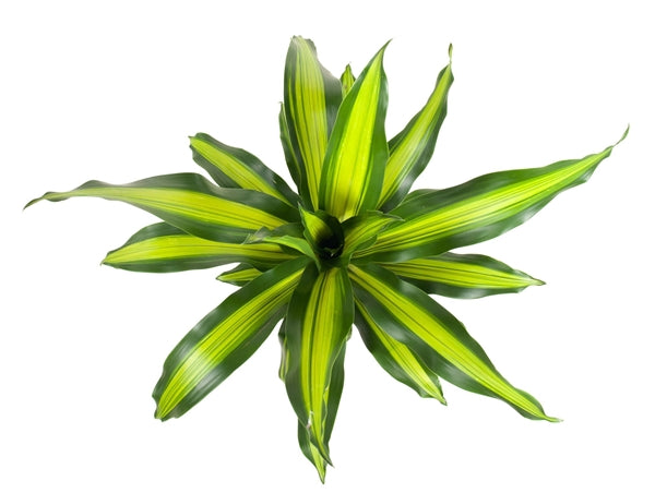 Dracaena Burley 19Ø 70cm 1pp