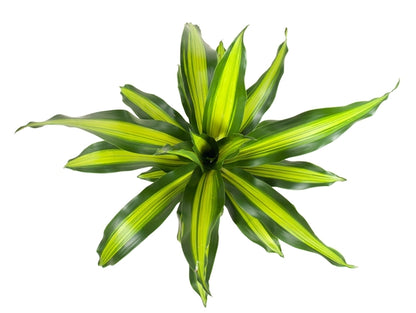 Dracaena Burley 19Ø 70cm 1pp
