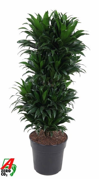 Dracaena Compacta branched 27Ø 100cm 1pp