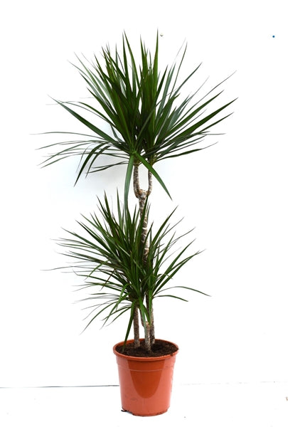 Dracaena Marginata 24Ø 125cm 3 stems