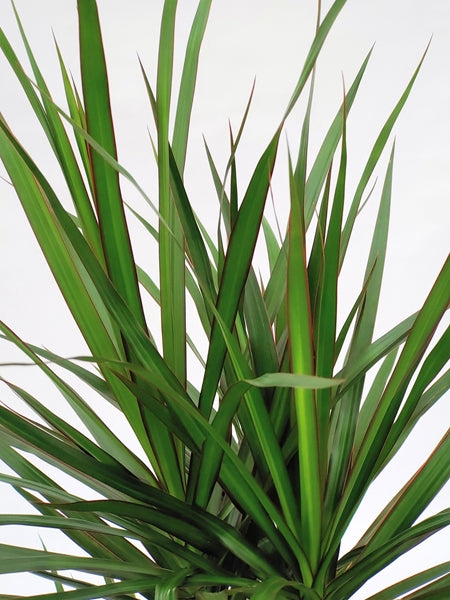 Dracaena Marginata 24Ø 125cm 3 stems