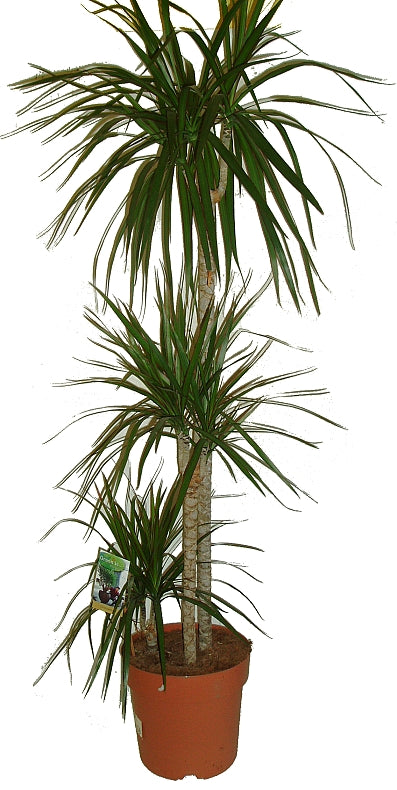 Dracaena Marginata 24Ø 125cm 3 stems