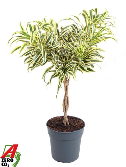 Dracaena Song of India twisted 24Ø 80cm 3pp