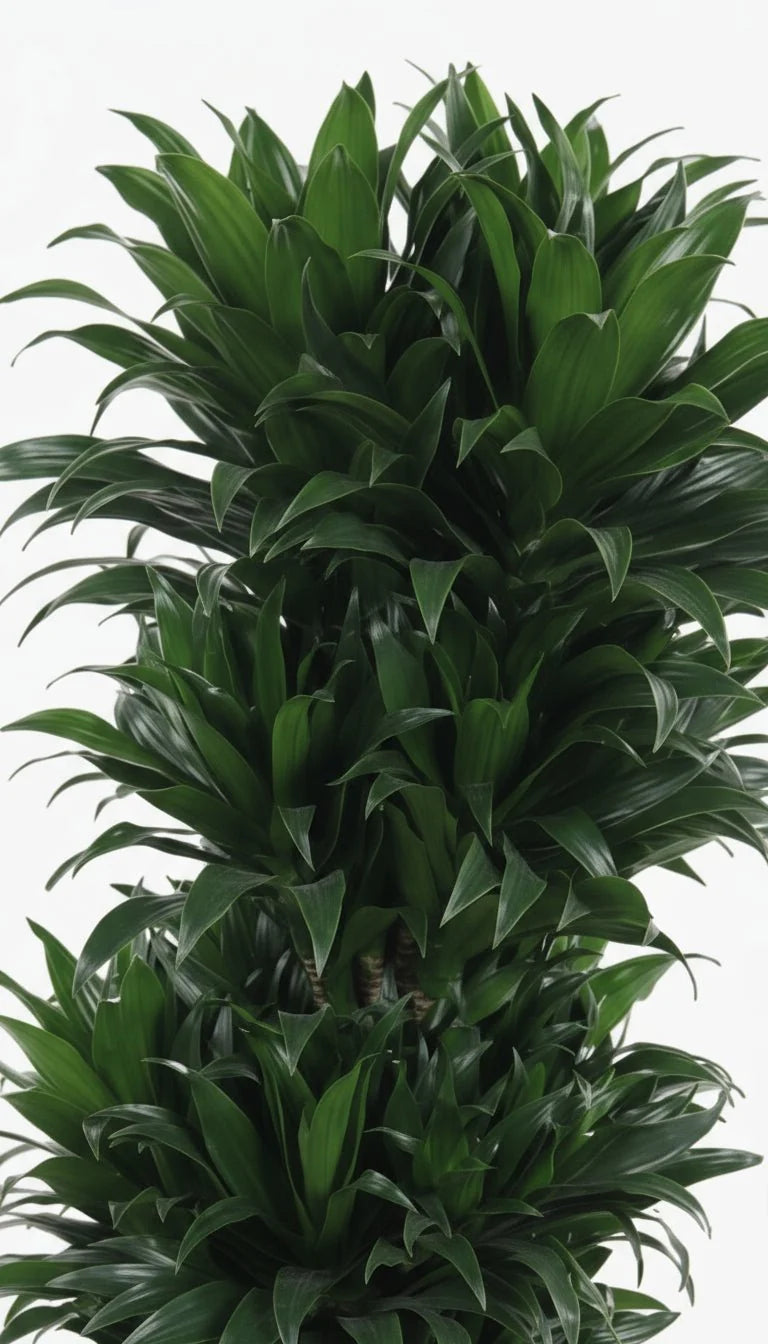 Dracaena Compacta branched 27Ø 100cm 1pp