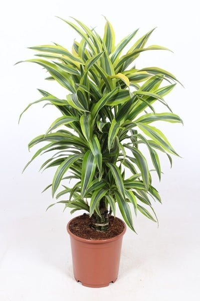 Dracaena fragrans Lemon Lime 24Ø 100cm 8pp