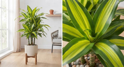 Dracaena fragrans Lemon Lime 24Ø 100cm 8pp