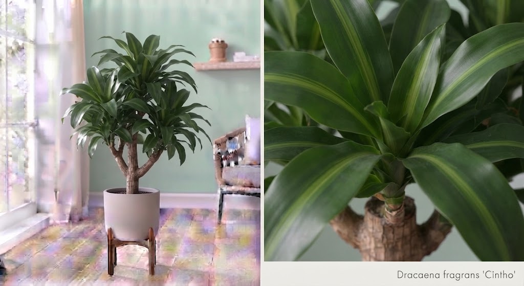 Dracaena Fragrans Cintho branched 31Ø 170cm 1pp