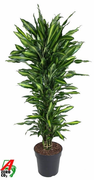 Dracaena Fragrans Cintho branched 31Ø 170cm 1pp