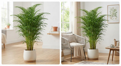 Dypsis lutescens 24Ø 110cm 25pp