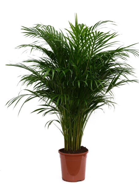 Dypsis lutescens 24Ø 110cm 25pp