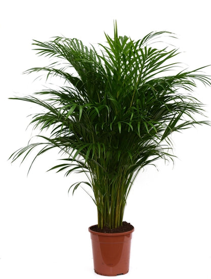 Dypsis lutescens 24Ø 110cm 25pp