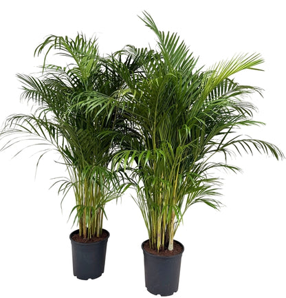 Dypsis lutescens 27Ø 165cm 20pp