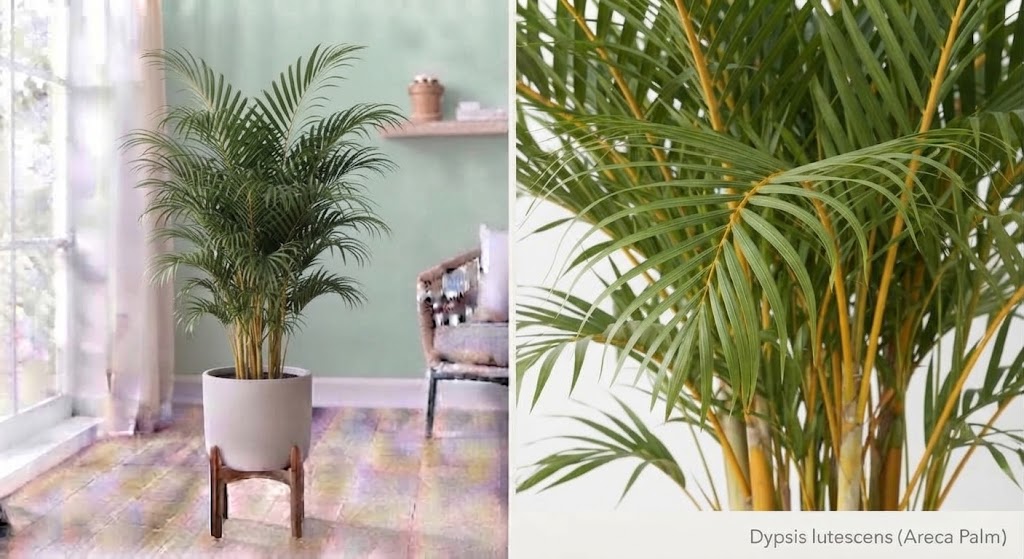 Dypsis lutescens 27Ø 165cm 20pp