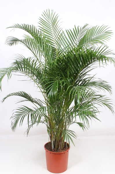Dypsis lutescens 27Ø 165cm 20pp