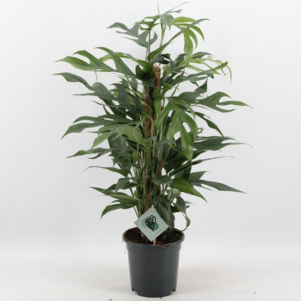 Epipremnum pinnatum Baltic Blue 17Ø 80cm