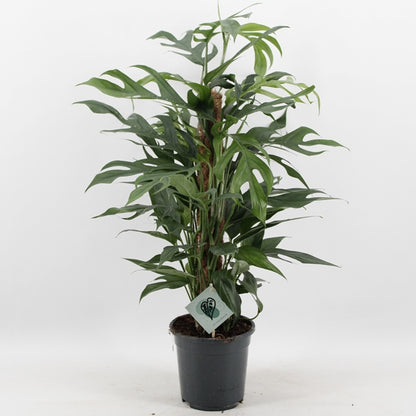Epipremnum pinnatum Baltic Blue 17Ø 80cm