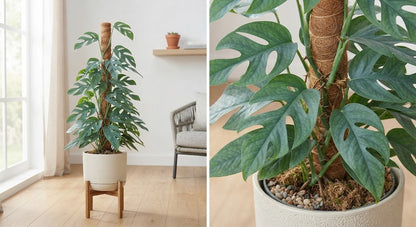 Epipremnum pinnatum Baltic Blue 17Ø 80cm