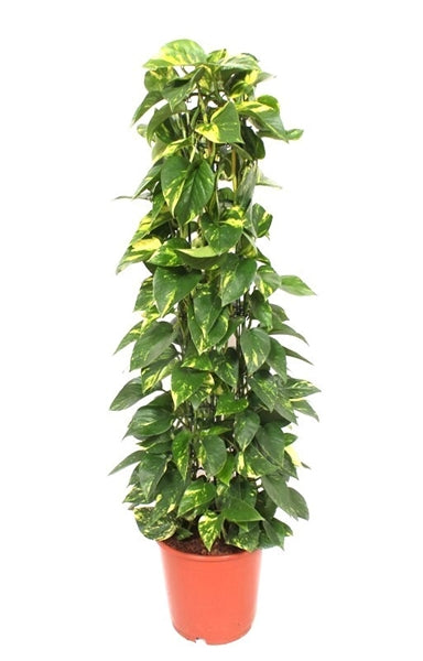 Epipremnum pinnatum Aureum 24Ø 110cm