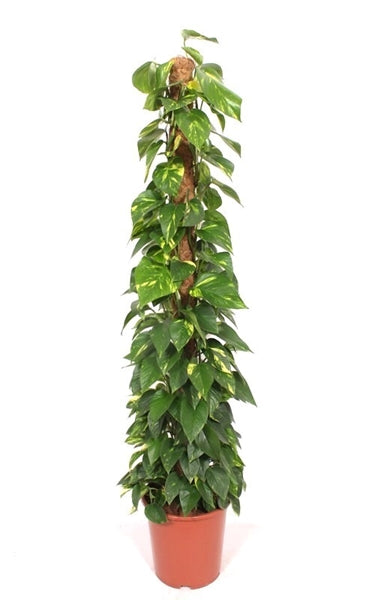 Epipremnum pinnatum Aureum 27Ø 150cm