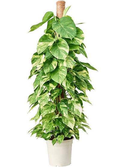 Epipremnum pinnatum Aureum 27Ø 150cm