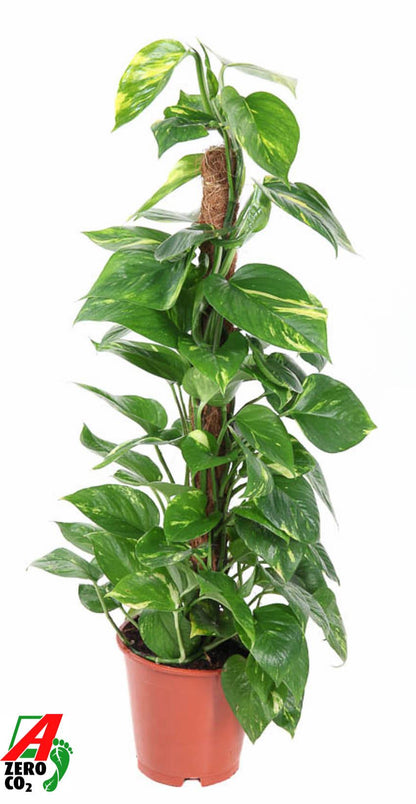 Epipremnum pinnatum Aureum 27Ø 150cm