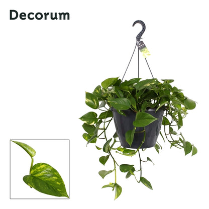 Epipremnum pinnatum Aureum hanging plant 37Ø 100cm