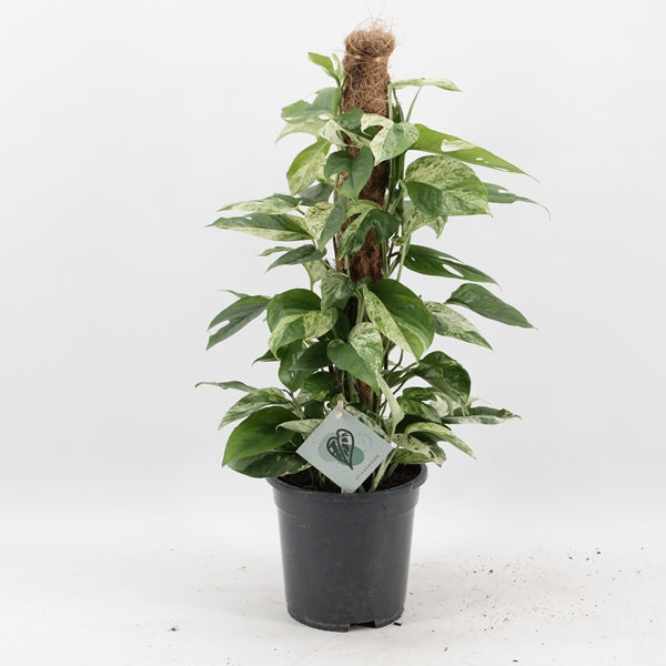 Epipremnum pinnatum Marble Variegata 17Ø 60cm