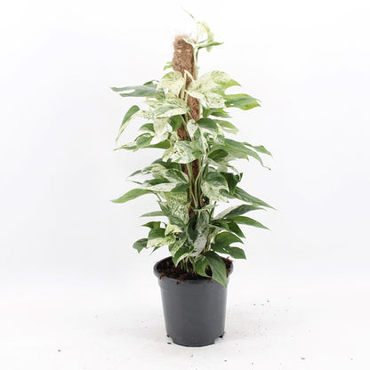 Epipremnum pinnatum Marble Variegata 17Ø 60cm