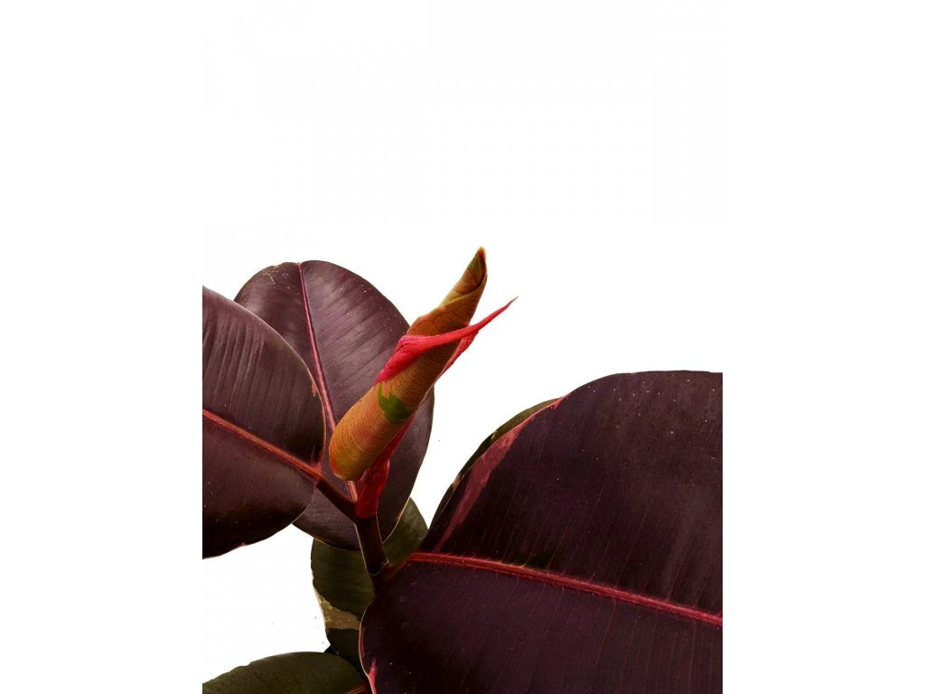 Ficus elastica Pink 17Ø 58cm