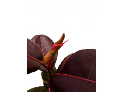Ficus elastica Pink 17Ø 58cm