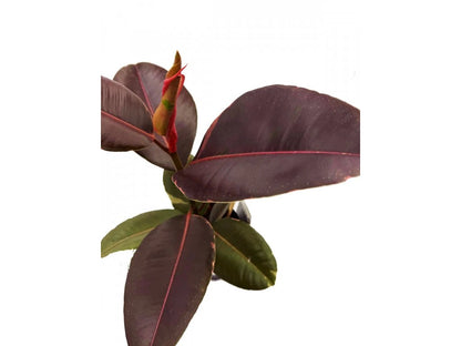 Ficus elastica Pink 17Ø 58cm
