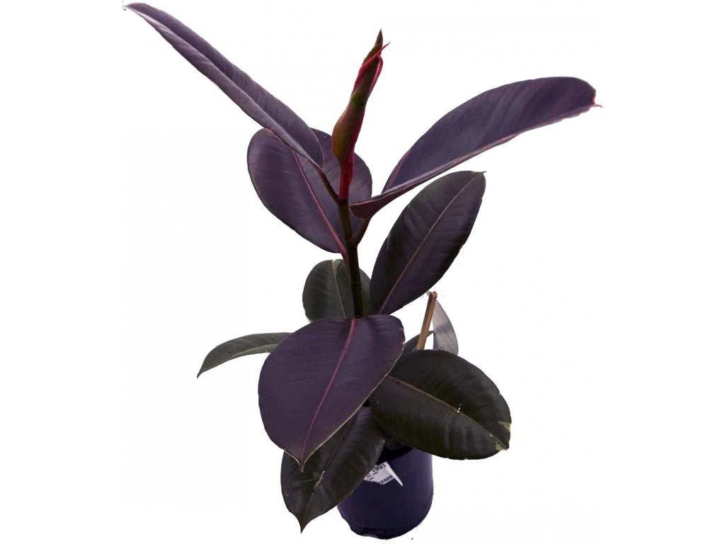 Ficus elastica Pink 17Ø 58cm