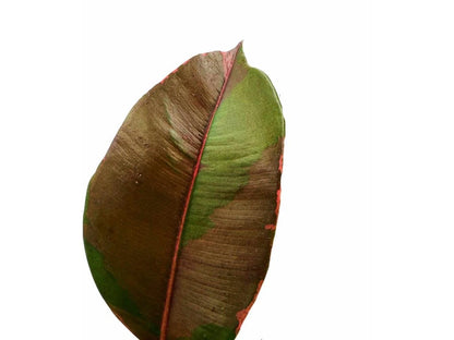 Ficus elastica Pink 17Ø 58cm