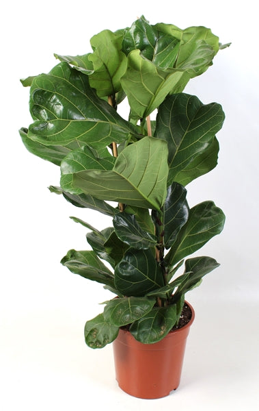 Ficus Lyrata 27cm diameter 120cm 3 plants