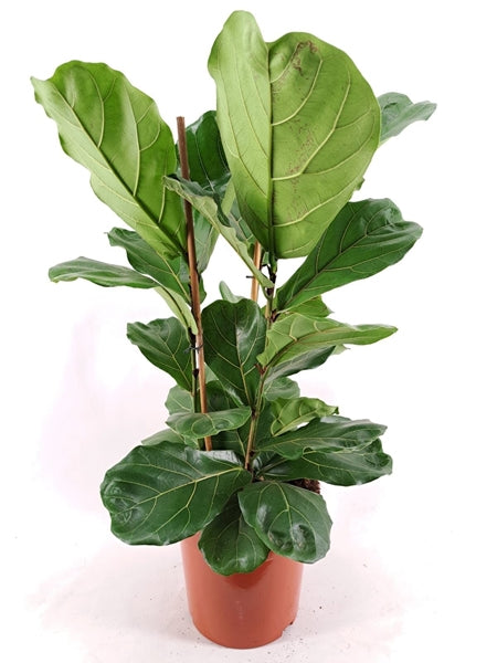 Ficus Lyrata 27cm diameter 120cm 3 plants