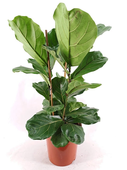 Ficus Lyrata 27cm diameter 120cm 3 plants