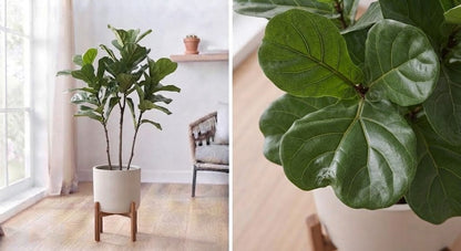 Ficus Lyrata 27cm diameter 120cm 3 plants
