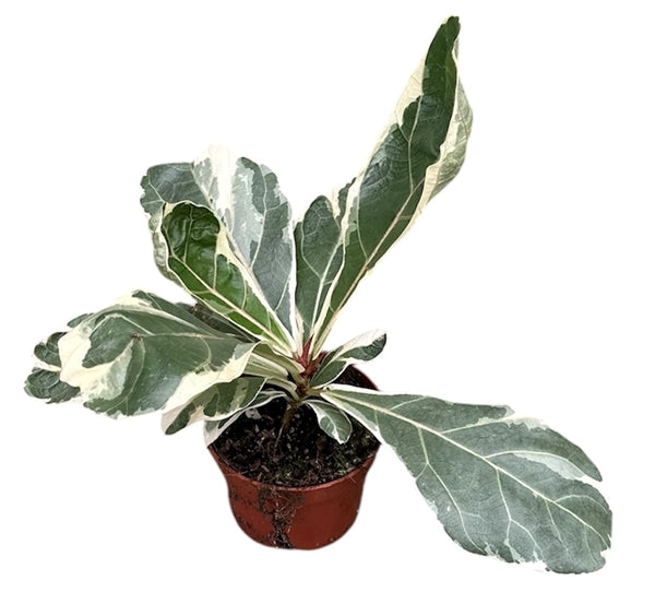 Ficus Lyrata Variegata 10,5Ø 20cm 1pp